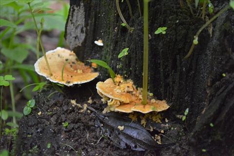 mushrooms of western ghats